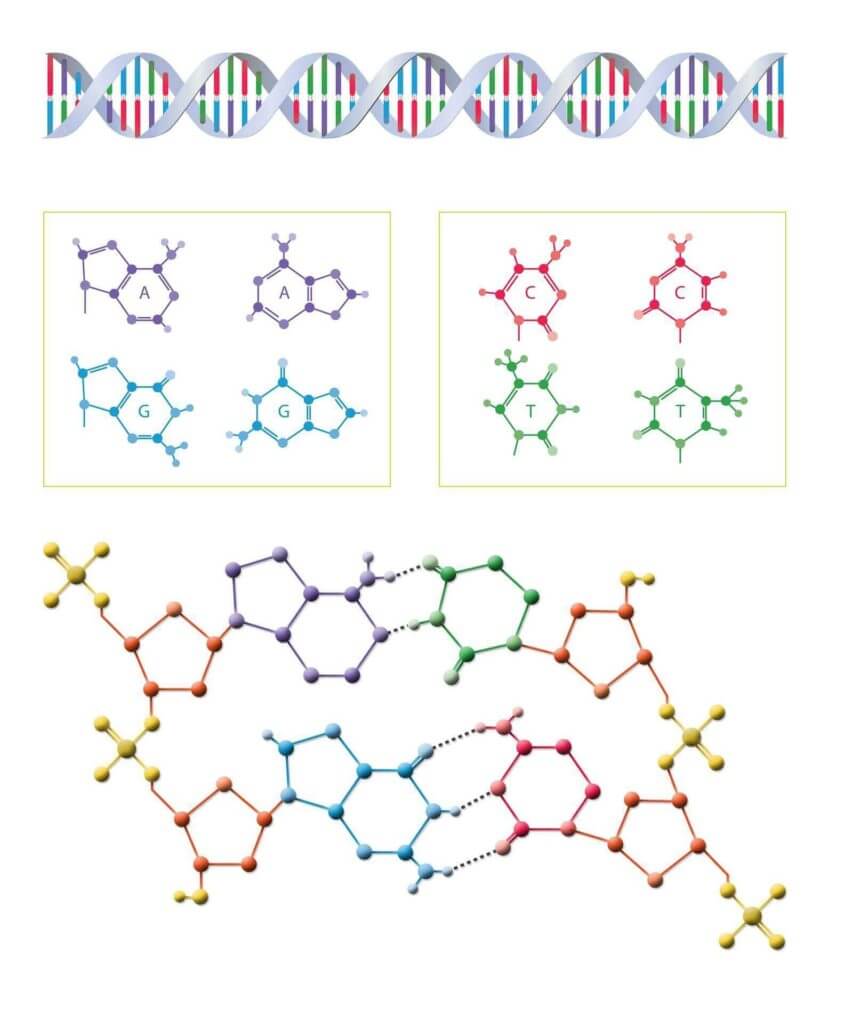 DNAとRNAの構造