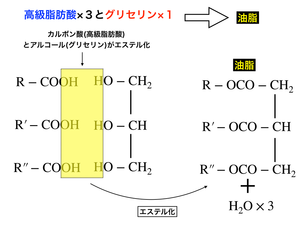 高級脂肪酸とグリセリンのエステル化（構造式）イメージ